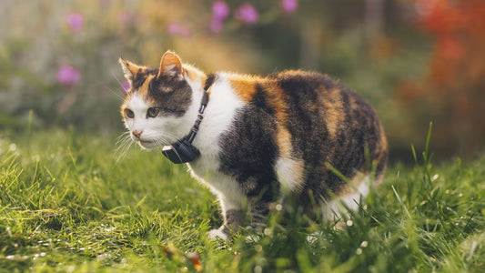 Smart Cat Tracker